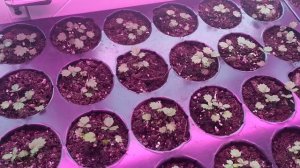 Ремонтантная мелкоплодная земляника через 40 дней после посадки