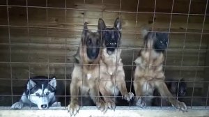 Овчарки как обычно, лают без причины.