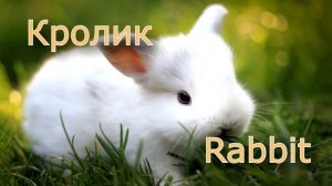 Учим домашних животных Познавательное  видео для малышей на русском и английском