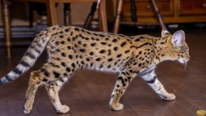 САМЫЕ БОЛЬШИЕ ДОМАШНИЕ КОШКИ В МИРЕ