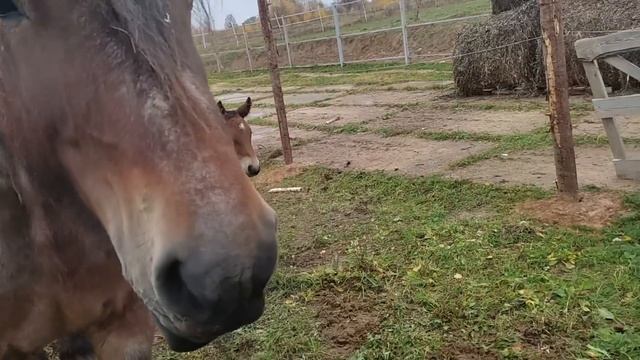 Бельгийский Брабансон + Советский Тяжеловоз. Огромный жеребенок!
