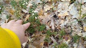 СОН-ТРАВА И ДРУГИЕ РАСТЕНИЯ