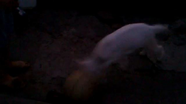 Козлёнок смотреть онлайн