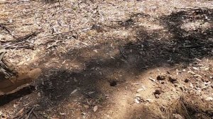 GPZ 7000 Coil Shootout -  Nugget FInder Z search 17"x13" coil vs Minelab 14" Coil