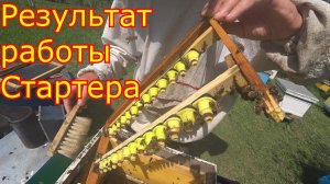Результат работы стартера. Контроль выхода маток. Вывод маток 2020