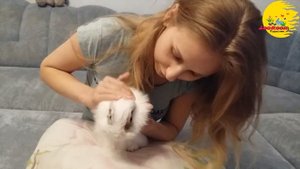 Слезятся глаза у кролика, Лечение Эмми, Капли Ципровет
