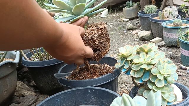 Repotting variegated Luella & Variegated Suyon || Ganda at laki na Nila😍 смотреть онлайн