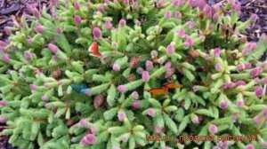 Ель обыкновенная Пуш (picea abies) ? обыкновенная ель Пуш обзор: как сажать, саженцы ели Пуш