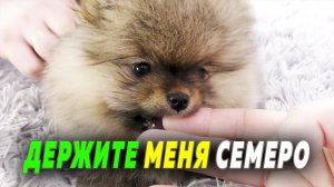 Щенкам шпица 52 дня. Шпиц Малыш нас чуть не съел. Подстригаем между подушечками лап, вычесывание