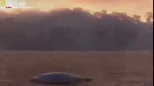 попугаи в дикой природе