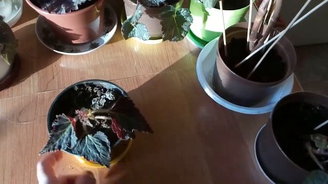 Обзор декоративно лиственных и клубневых бегоний. смотреть онлайн