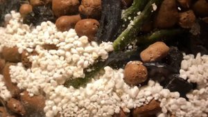 ? Орхидея В Керамзите ( ЗС )  / Первый Полив