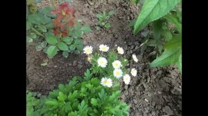 Однолетние цветы для украшения сада! Создание клумб и цветочных композиций! Обзор!