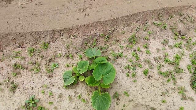 Сморгонская фреза в работе/мотоблок МТЗ-09Н смотреть онлайн