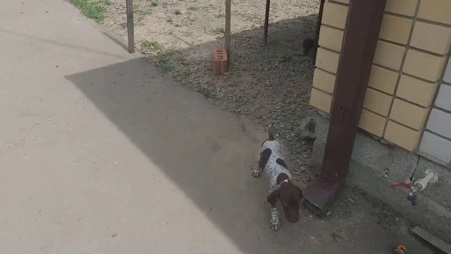 Щенки курцхаара смотреть онлайн