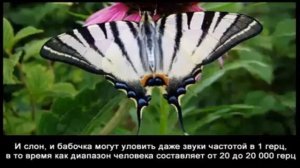 факты про бабочек