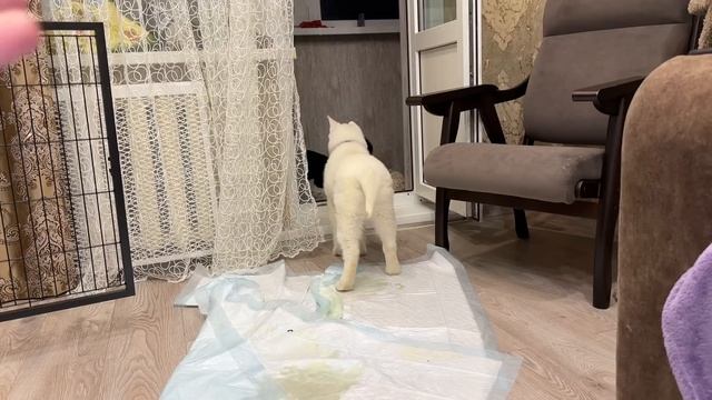 У спасённой пантеры СНОВА НАЧАЛИСЬ ПРОБЛЕМЫ! И мы ЗАВЕЛИ ЕЙ ДРУГА! Состояние улучшается! ❤️ смотреть онлайн