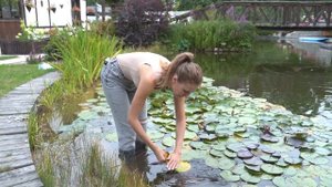 НИМФЕИ ДЛЯ ПРУДА.  УХОД И РАЗМНОЖЕНИЕ