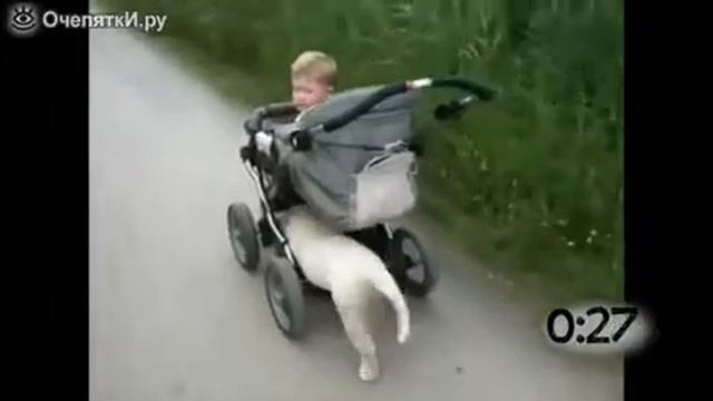 Собаки гуляют с колясками смотреть онлайн