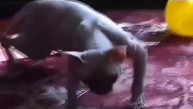 Пьяный кот drunk cat ( прикол ) смотреть онлайн