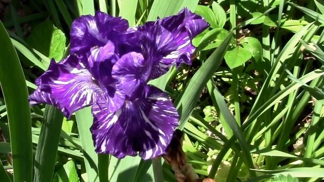 Batik Iris in Full Bloom! смотреть онлайн