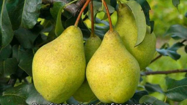 Можно ли сажать грушу рядом с яблоней смотреть онлайн