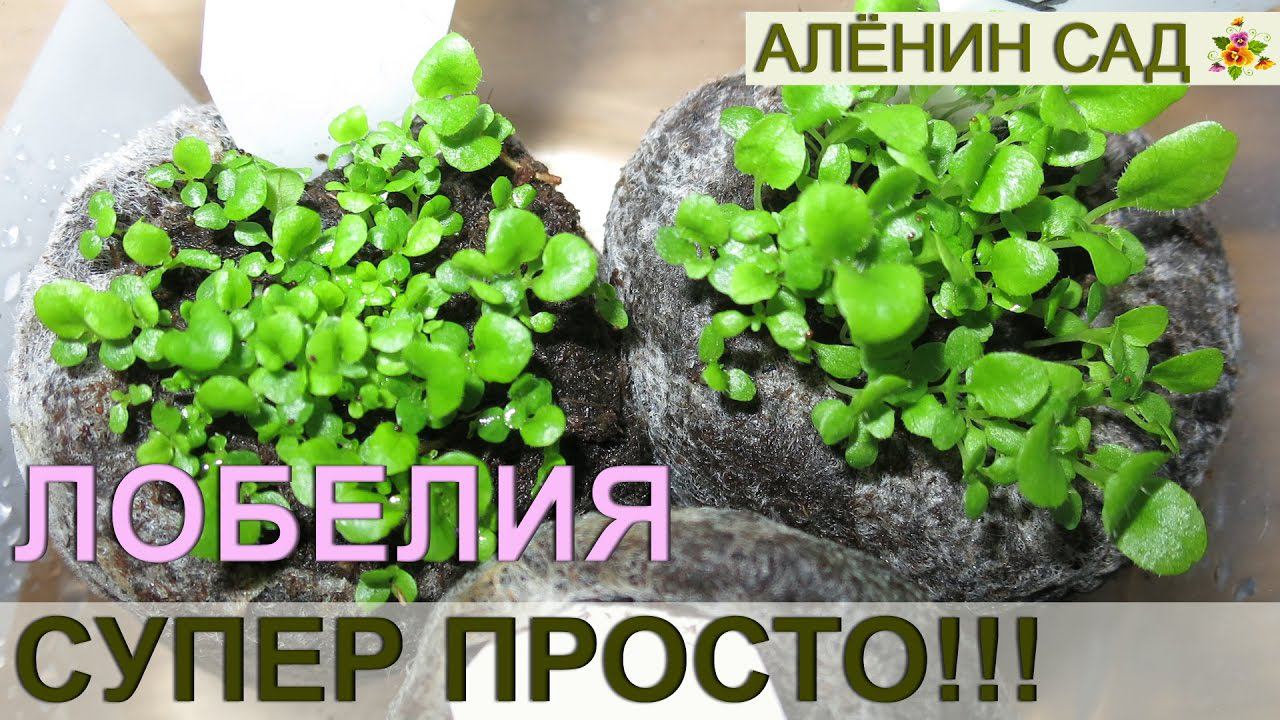 ПОСЕВ ЛОБЕЛИИ СУПЕР ПРОСТОЙ СПОСОБ!!! / Как очень просто посеять лобелию / Выращивание лобелии