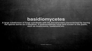 What does basidiomycetes mean