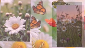 Самые красивые ромашки в мире #shorts