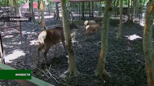 26 РЕГИОН Бэби-бум зоопарк парк Победы смотреть онлайн