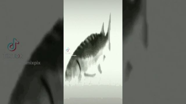 Я хз что вам подарить, вот вам лосось