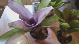 Неорегелии через 2 дня после распаковки