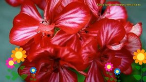 Пеларгония амурская, плющелистная Тоскана крис. Краткий обзор pelargonium x hortorum Toscana chris
