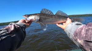 ЛОВЛЯ СУДАКА  ПОСЛЕ ЗАПРЕТА