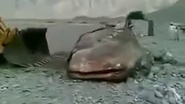 Самый большой сом