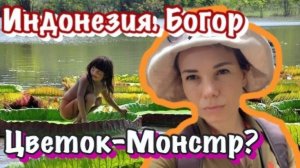 Самые большие цветы в мире здесь. Один воняет