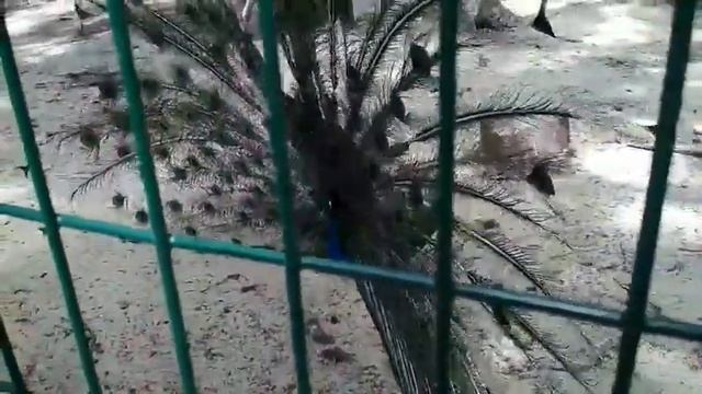 Самый красивый павлин в зоопарке Харьков смотреть онлайн