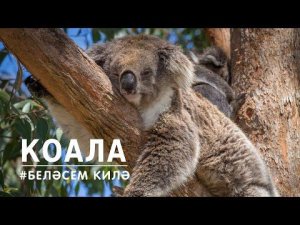 БЕЛӘСЕМ КИЛӘ: коала / Koala