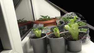 ЛИСТОВОЙ САЛАТ на ПОДОКОННИКЕ за 8 дней? Свежая зелень в зимнее время? Смотрите, как ЭТО ПРОСТО!