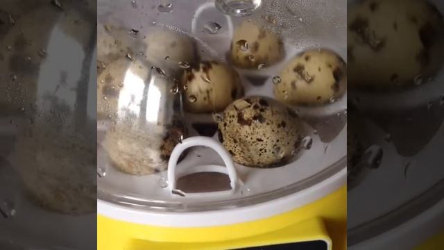 Овоскопирование перепелиных яиц 5 день