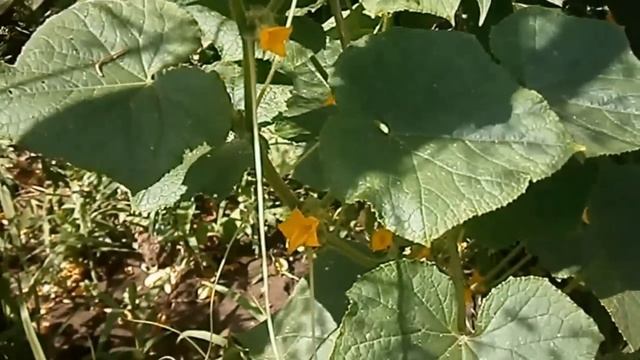 Болезни огурцов и их лечение. Желтеют листья у огурца.