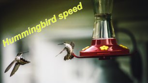 Удивительная Скорость Колибри