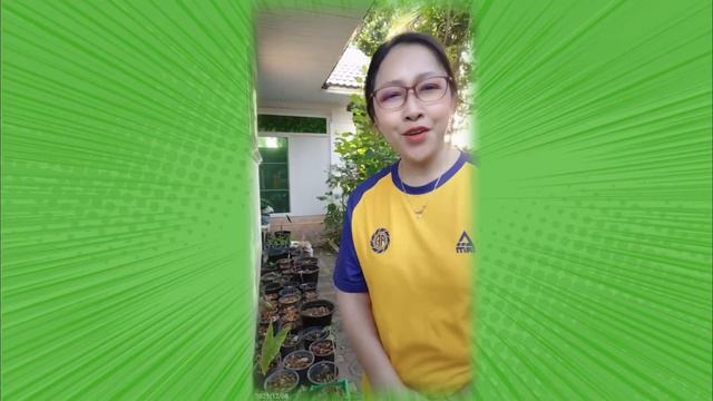 Ep42 : ผลการเพาะเหง้าบอนดำสตูลที่เมืองเหนือ @ลำพูน🪴 смотреть онлайн