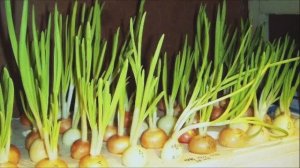 Советы огородников по выращиванию зелени зимой