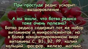 Чем так ПОЛЕЗЕН маленький РЕДИС?