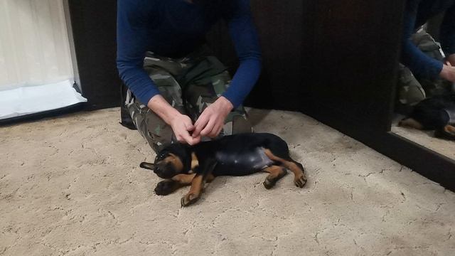 Первая укладка Сета.mp4 смотреть онлайн