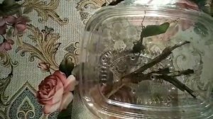 Богомол против паука-крестоносца