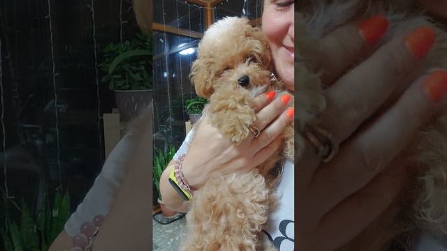 для КАЙФА мини мальтипу МЭРС чихуахуа и той-пудель Кастропуло Крым купить щенка +79787458062 смотреть онлайн