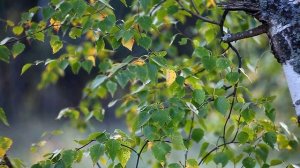 Объектив ТАИР 11А , 2,8/135 ; Canon 5d Mark 2