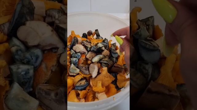 грибы Восточное Подмосковье август 2023. #грибы2023 #грибыподмосковье смотреть онлайн